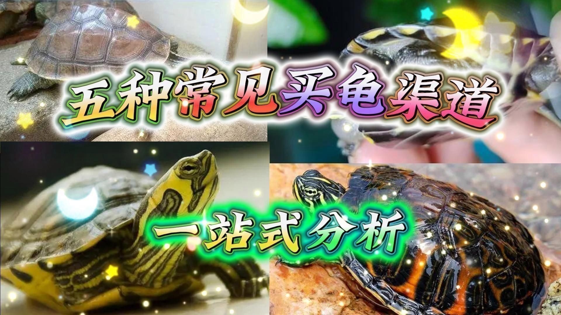 陸龜多少元一只