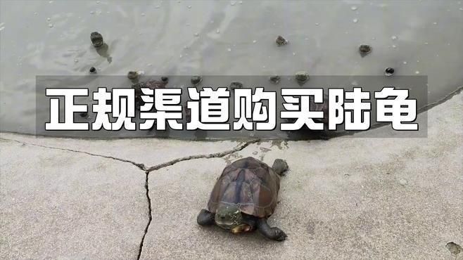 陸龜多少元一只