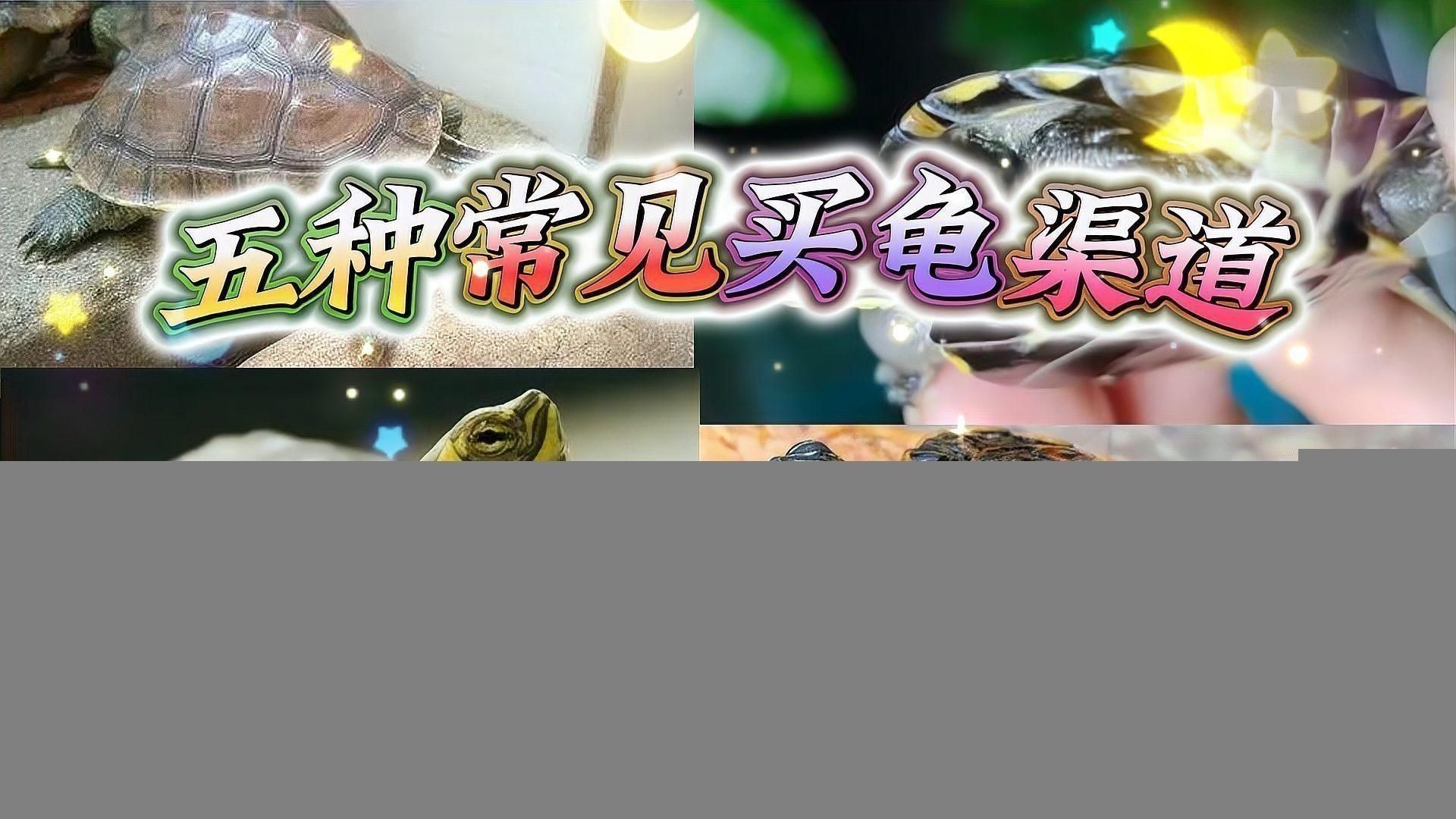 陸龜多少元一只