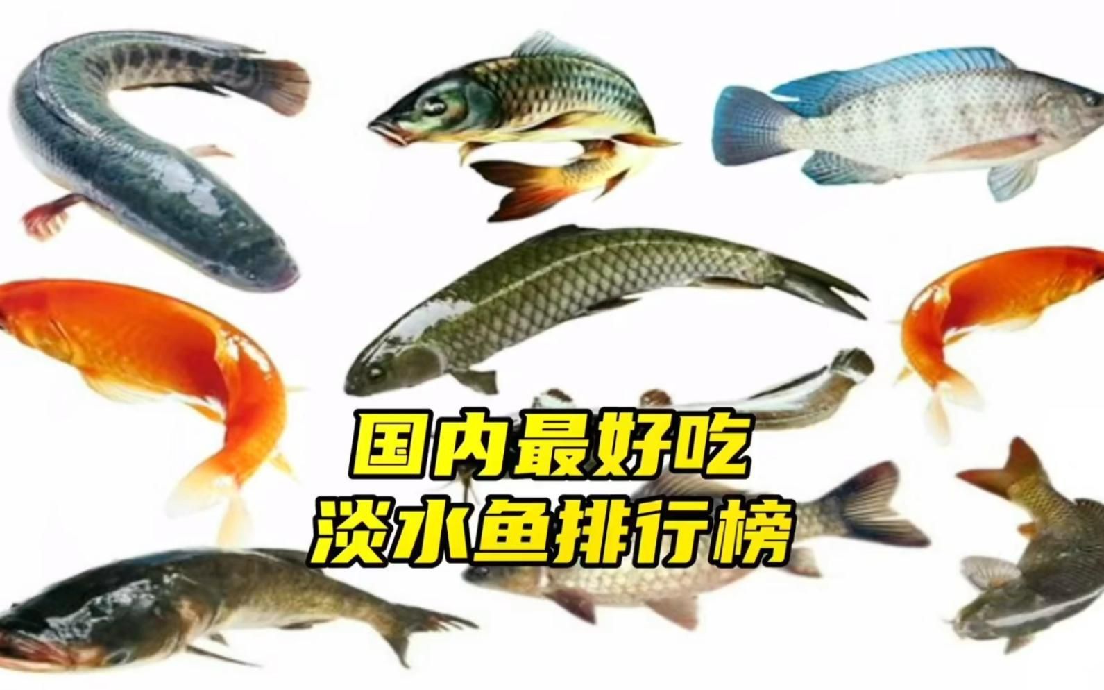 全國魚十大名牌