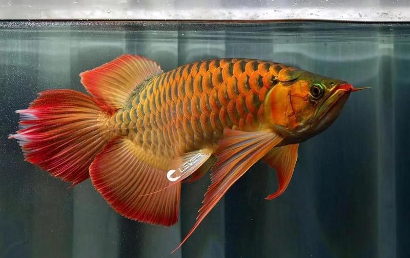 為什么一定要買印尼紅龍魚養(yǎng)