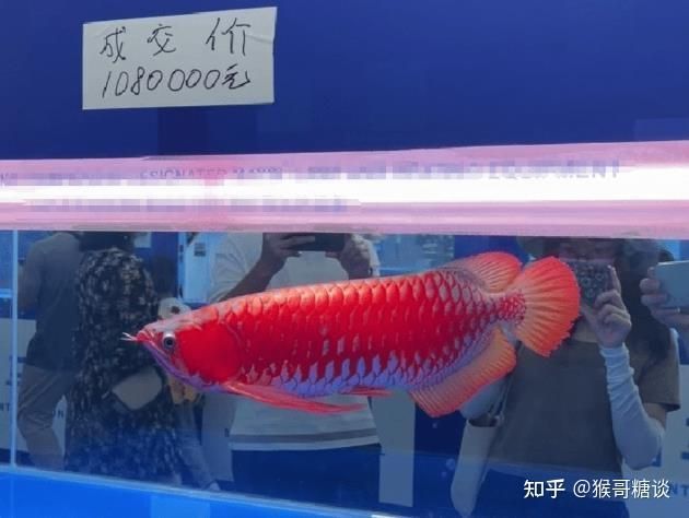 龍魚水質標準：飼養龍魚時需要嚴格控制水質的各項指標