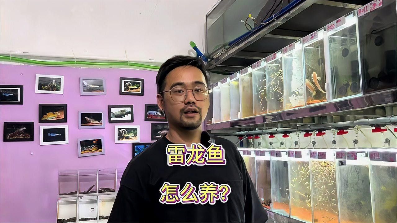 雷龍魚怎么喂