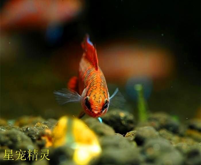 龍魚變色全過程圖片視頻播放：龍魚變色過程