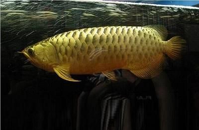 青島畫金龍魚的畫家叫什么：青島地區畫金龍魚的畫家叫什么青島畫金龍魚的畫家叫什么