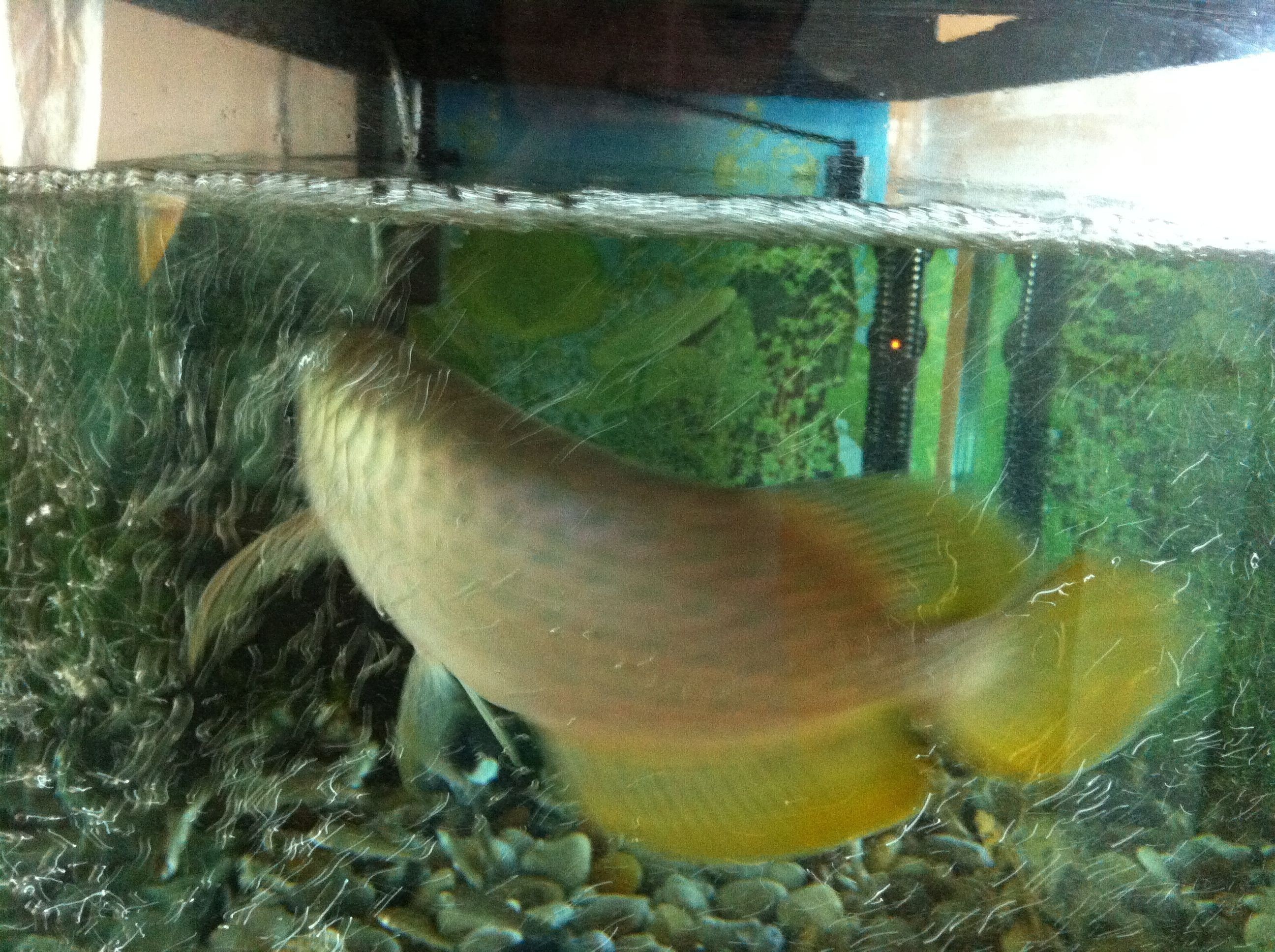 最小的龍魚品種排名：最小的龍魚品種排名是什么？
