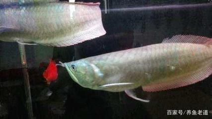龍魚(yú)暴斃原因有哪些癥狀