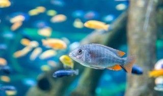 鴨嘴鯊混養注意事項：鴨嘴鯊與其他魚類混養的成功案例