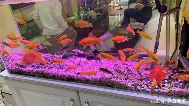 鴨嘴鯊混養注意事項：鴨嘴鯊與其他魚類混養的成功案例