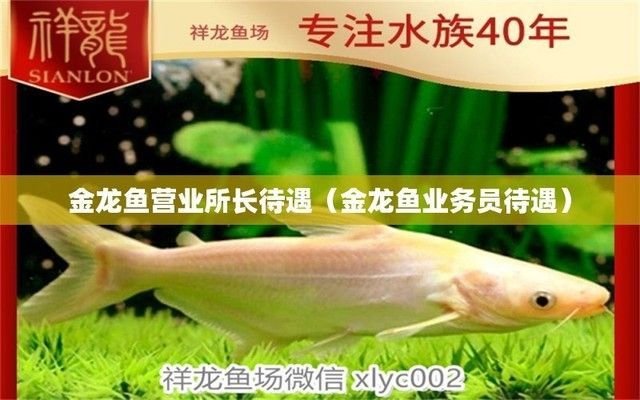 金龍魚銷售業務員待遇如何，武漢金龍魚銷售業務員待遇