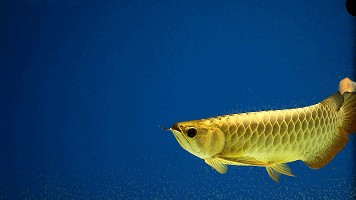 金龍魚動態壁紙高清（金龍魚動態壁紙）