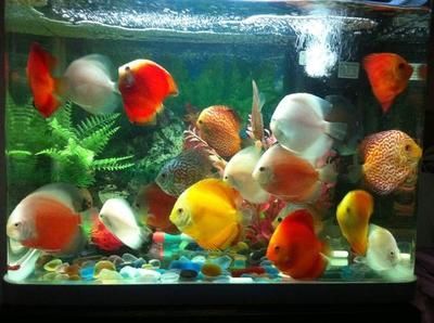 野金龍魚長什么樣（亞洲龍魚或龍吐珠是一種非常受歡迎的觀賞價值的魚類）