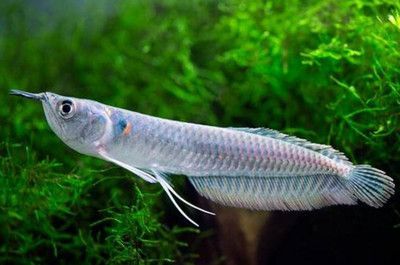 銀龍魚自制魚餌食譜：銀龍魚的自制魚餌食譜