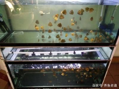 龍魚換缸一定要注意這些：龍魚換缸是一項重要的操作需要注意多個細(xì)節(jié)，需要注意多個細(xì)節(jié)