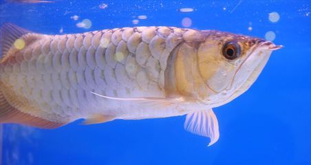 龍魚需要多深的水體（關(guān)于龍魚所需水深的一些問題）