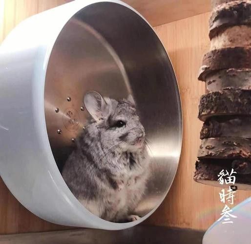 龍貓雙養需要哪些玩具？