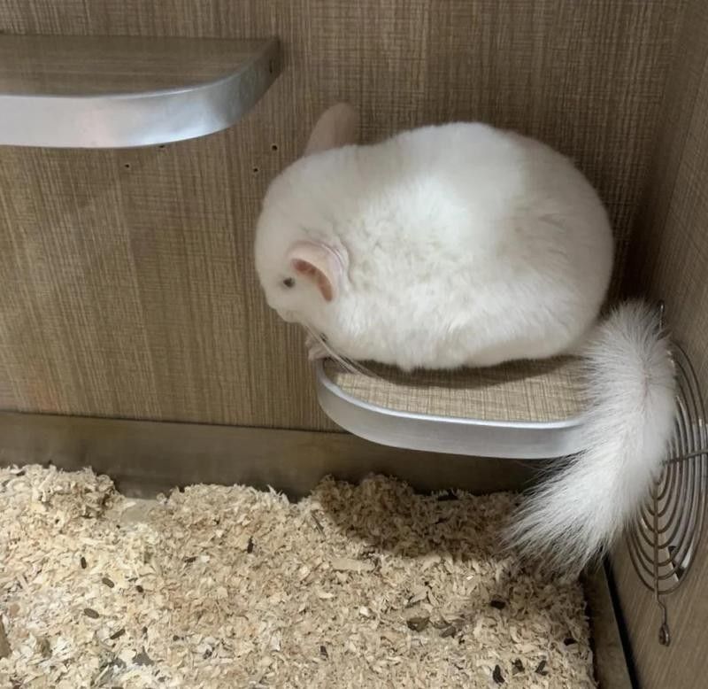 龍貓雙養需要哪些玩具？
