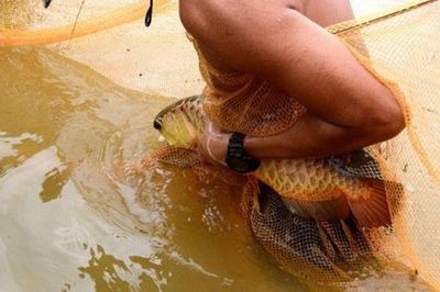 野生的金龍魚有哪些（關于野生金龍魚的相關信息）