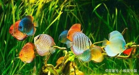 怎么判斷金龍魚發(fā)情了（關于金龍魚發(fā)情的一些常見特征）