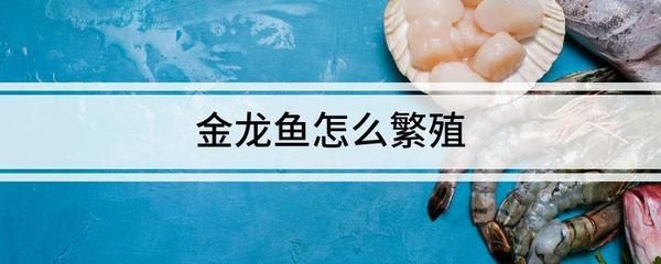 怎么判斷金龍魚發(fā)情了（關于金龍魚發(fā)情的一些常見特征）