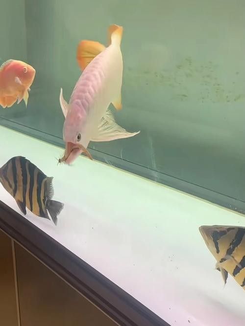 龍魚喂食什么最好