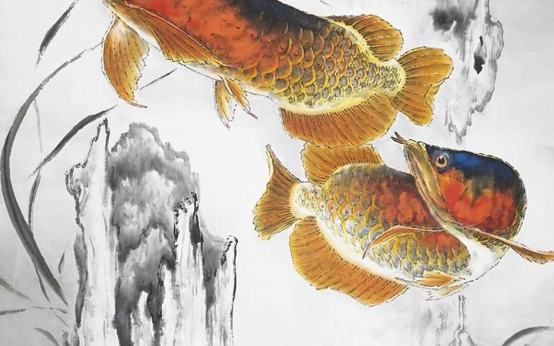 龍騰魚圖片大全