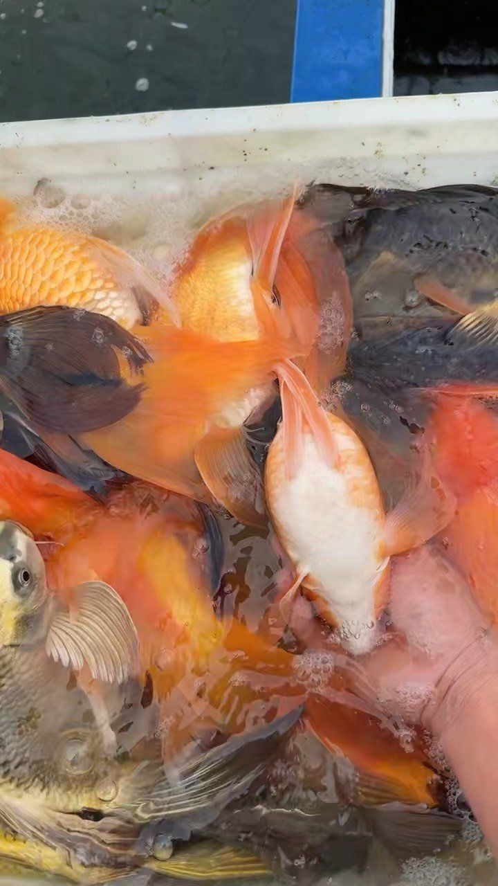 龍騰魚圖片大全