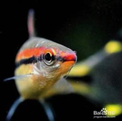 一眉道人魚（一眉道人魚的繁殖技巧）