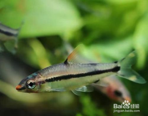 一眉道人魚（一眉道人魚的繁殖技巧）