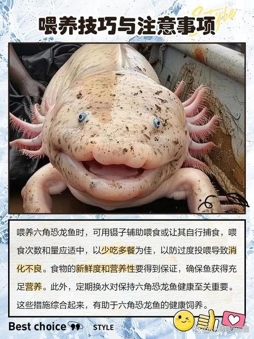 六角恐龍魚壽命有多長啊圖片