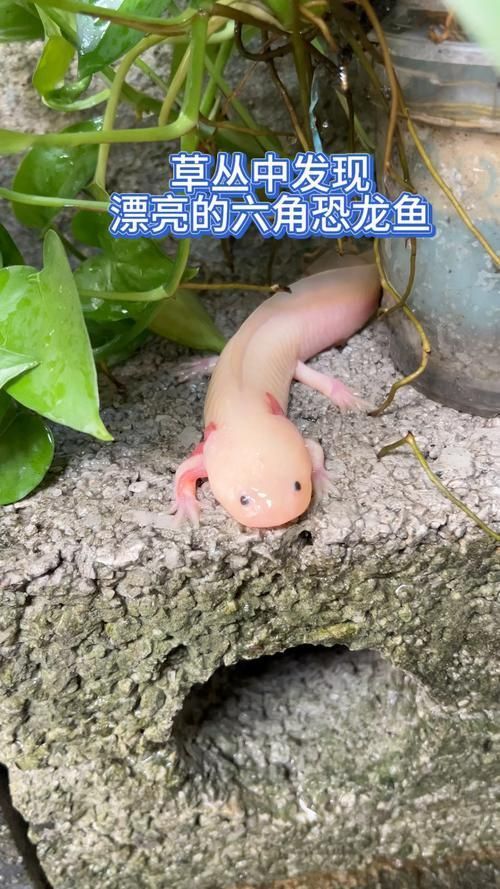 六角恐龍魚圖片