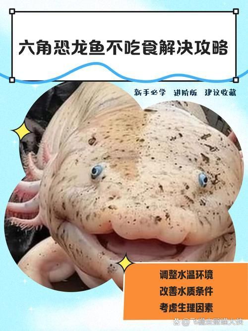 六角恐龍魚圖片