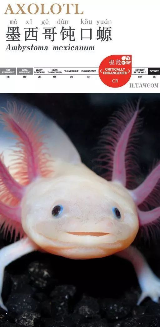 六角恐龍魚圖片