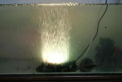 魚缸里需要一直打氧嗎（如何判斷魚缸是否缺氧）