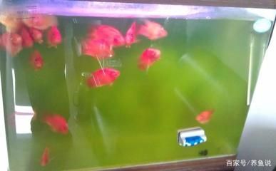 魚缸里需要一直打氧嗎（如何判斷魚缸是否缺氧）