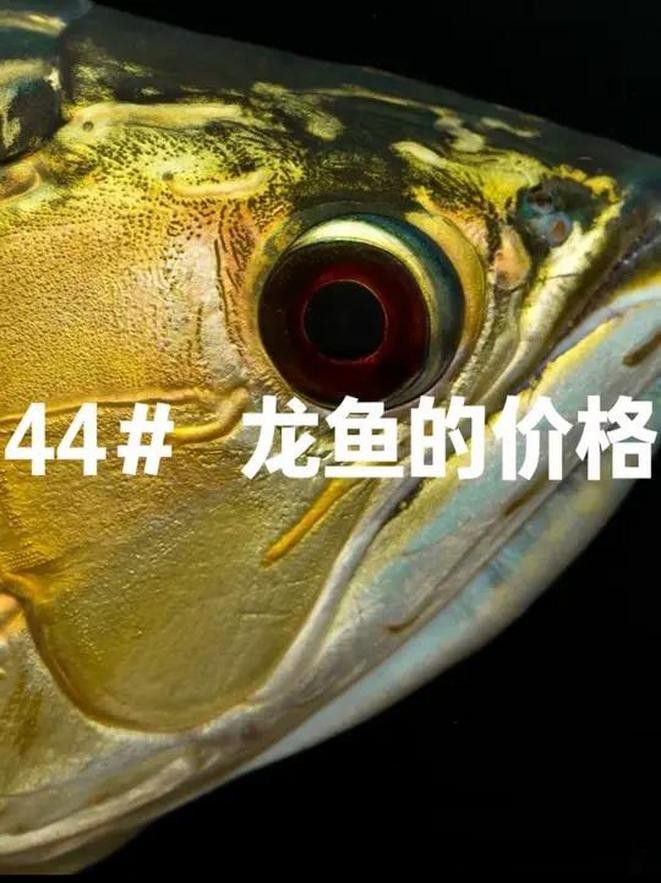 天津龍魚價格及圖片表大全視頻