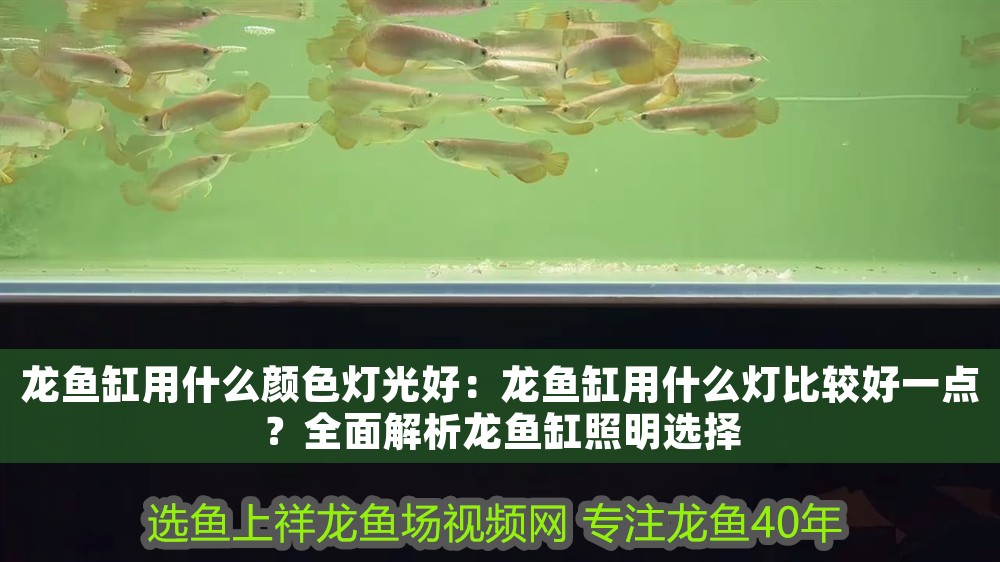龍魚缸用什么顏色燈光好：龍魚缸用什么燈比較好一點？全面解析龍魚缸照明選擇
