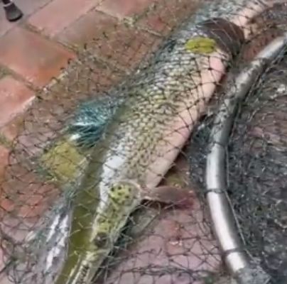 龍魚缸用什么顏色燈光好：龍魚缸用什么燈比較好一點？全面解析龍魚缸照明選擇