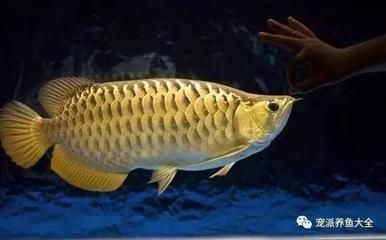 紅龍魚兜嘴怎么治療：紅龍魚兜嘴可能由哪些因素引起？