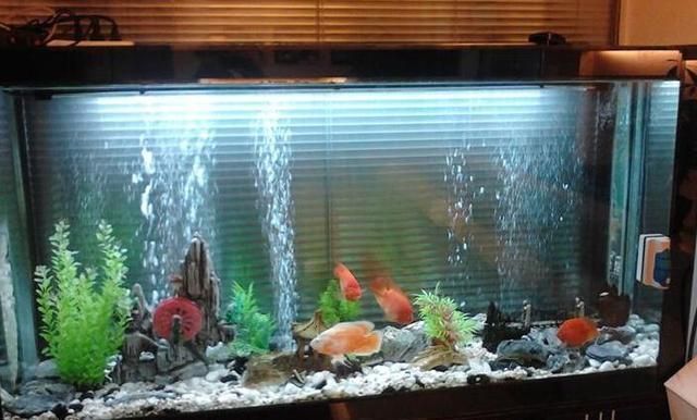 好魚缸不用換水嗎怎么養魚呢，養魚缸水草養護技巧