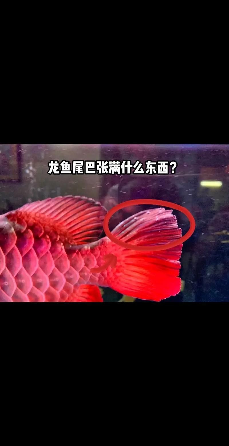 龍魚(yú)分幾種顏色：龍魚(yú)的顏色與品種的關(guān)系