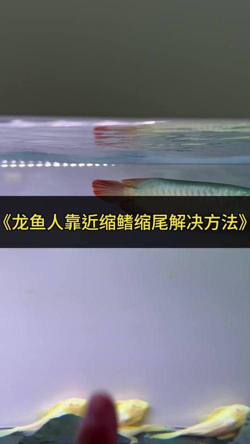 龍魚(yú)分幾種顏色：龍魚(yú)的顏色與品種的關(guān)系
