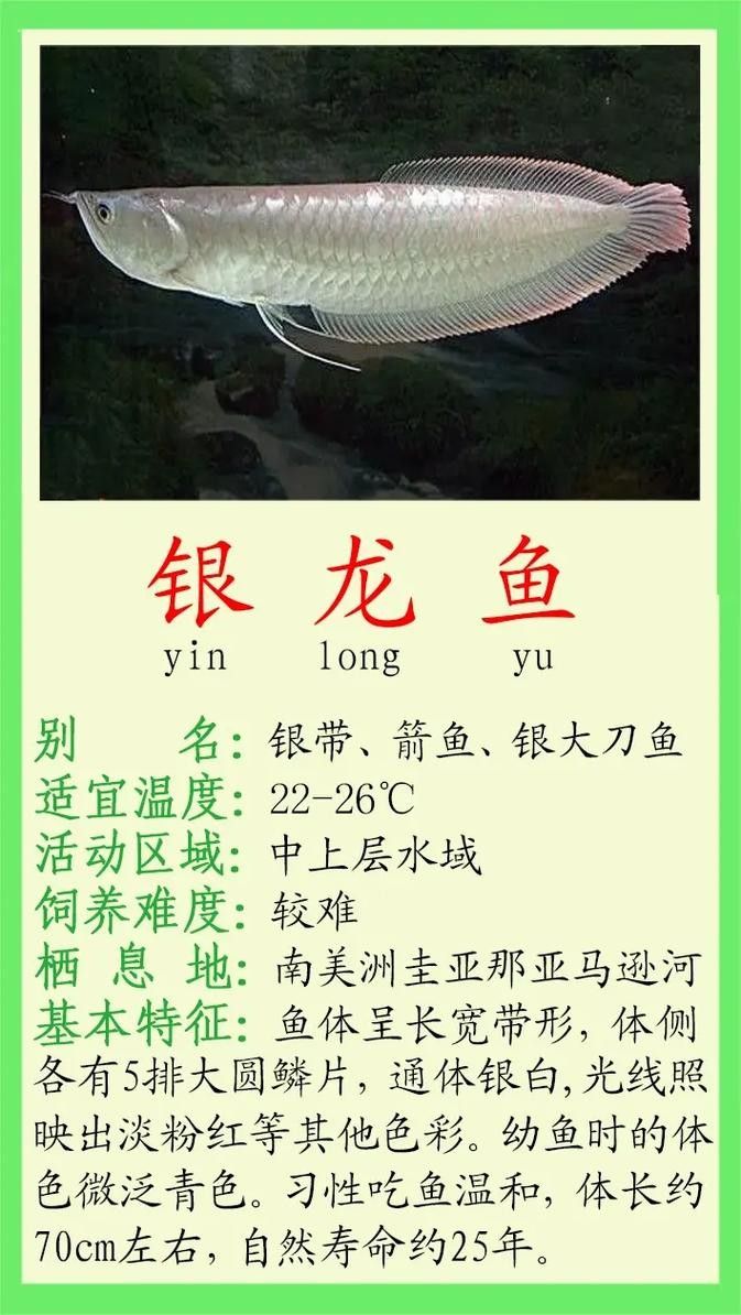 銀龍魚是觀賞魚嗎圖片視頻
