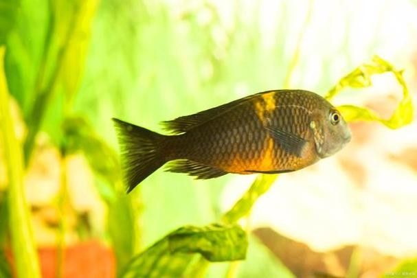 銀龍魚是觀賞魚嗎圖片視頻