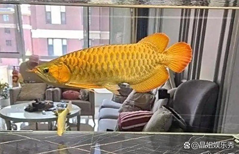 24k金龍魚什么意思啊網絡用語