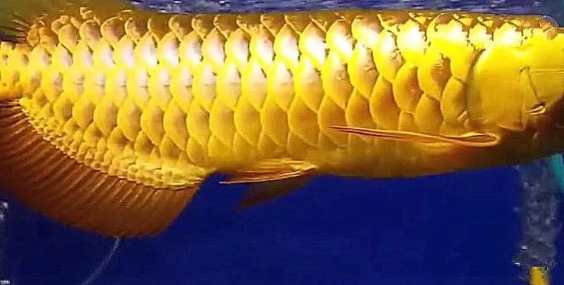24k金龍魚什么意思啊網絡用語