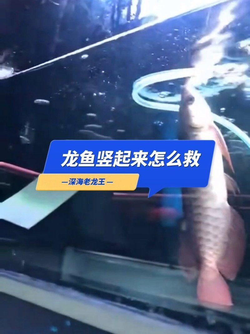 龍魚豎起來后還能恢復正常嗎？