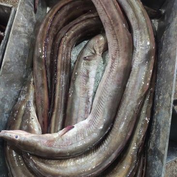 鰻魚大概多少錢一斤
