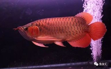 龍魚最喜歡的溫度：龍魚最喜歡的水溫