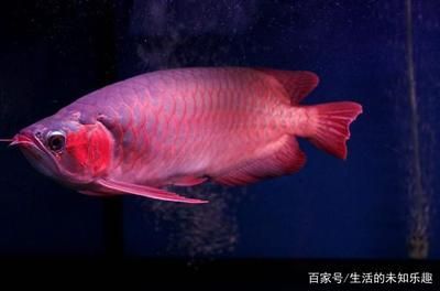 紅龍魚是什么骨頭做的（紅龍魚是一種特別的觀賞魚，它們并不是由骨頭組成的）